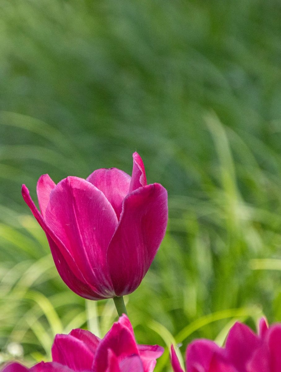 tulip, flowers, pink, garden, leaves, background, blooming, nature, beauty, botany, colors, green, natural light, outdoors, natural, petals, blossom, spring, outdoor setting, floral