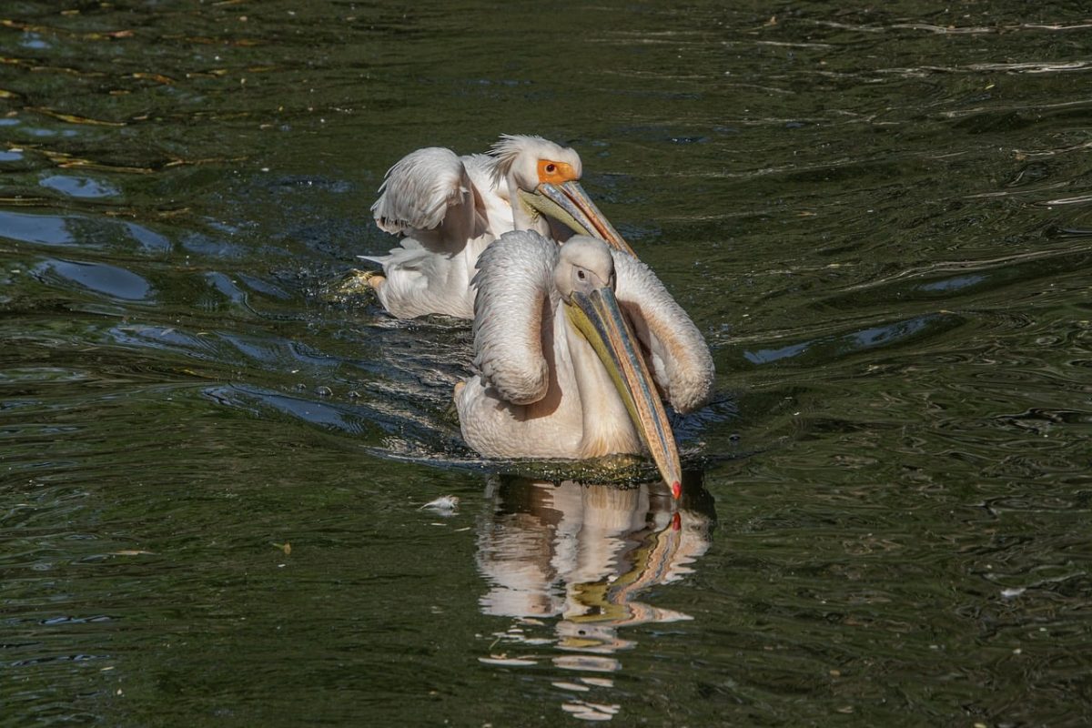 pelican, waterbirds, ornithology, feathers, ecosystem, biotope, landscape, peaceful, birdwatching, green, reflection, swimming, wildlife, nature, plash, relaxation, habitat, calm, water surface, wild