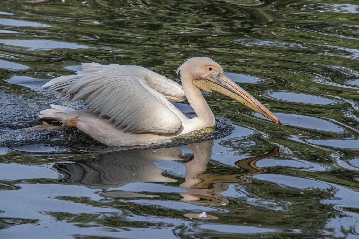 bird, pelican, water, beak, feathers, reflections, wildlife, nature, ornithology, smooth, animal, wing, white, pond, tranquil, waterbird, plumage