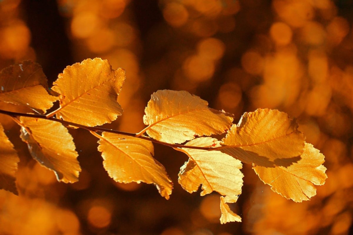 autumn, leaves, orange, autumn colors, nature, bokeh, backlight, leaf structure, close-up, seasonal, light, foliage, golden, leaf veins, bright colors, hd background, nature wallpaper, autumn leaves, autumn mood