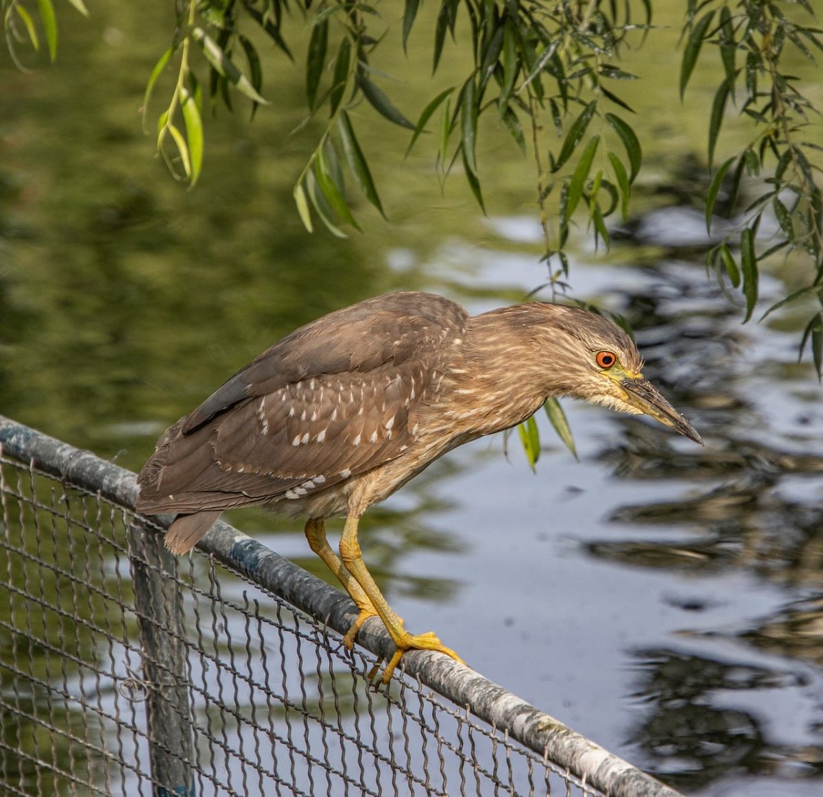 night heron, bird, wildlife, ornithology, beak, birdwatching, feathers, perched, water, outdoors, plumage, fence, foliage, green, animal sitting on fence, animal photography, yellow feet, reflection in water, wild bird, tree branches, natural habitat