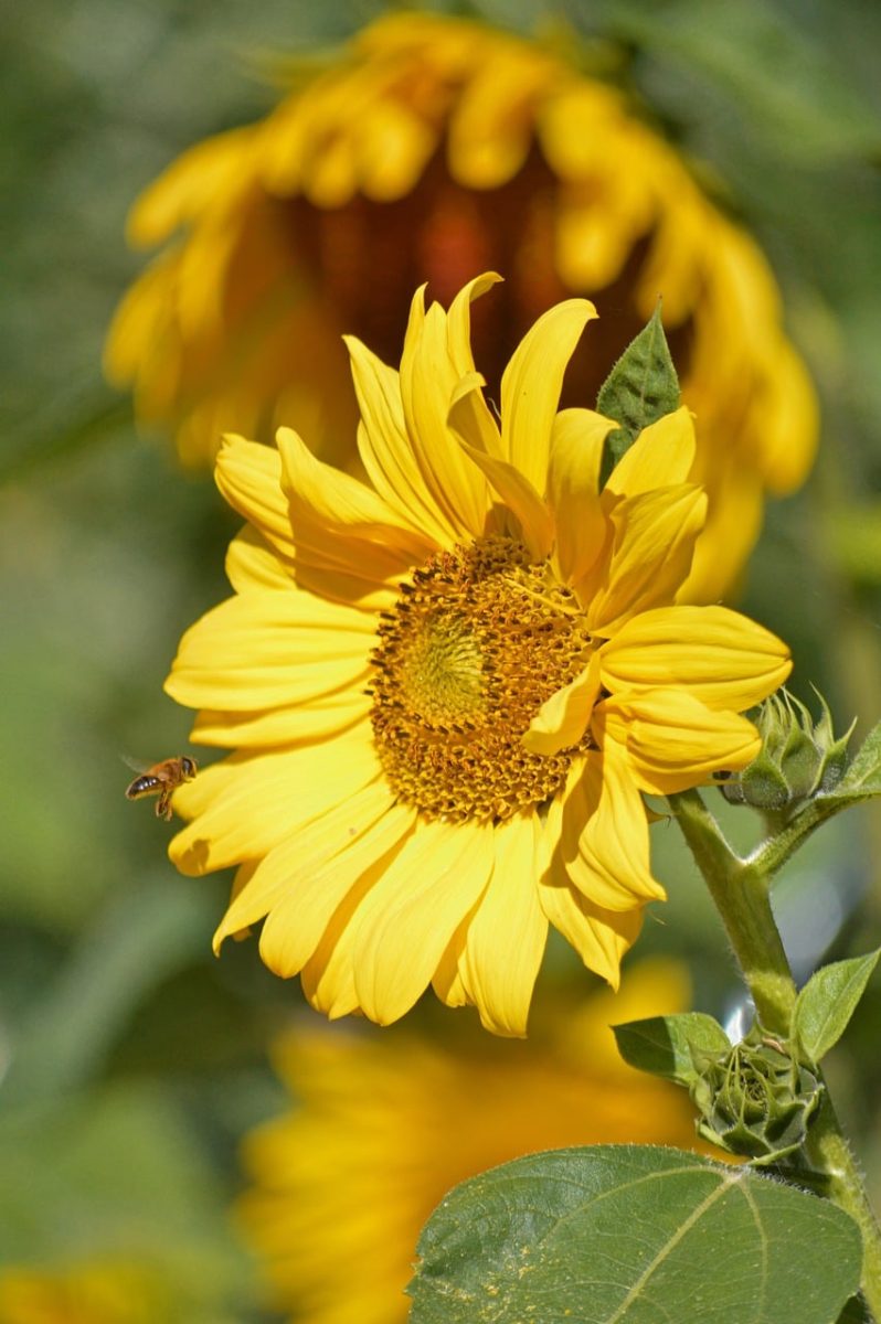 sunflower, bee, insect, nature, yellow flower, summer flower, agriculture, rural, pollination, botany, blossom, summer season, flower wallpaper, plant, summer nature, agricultural field, natural beauty, garden, summer atmosphere