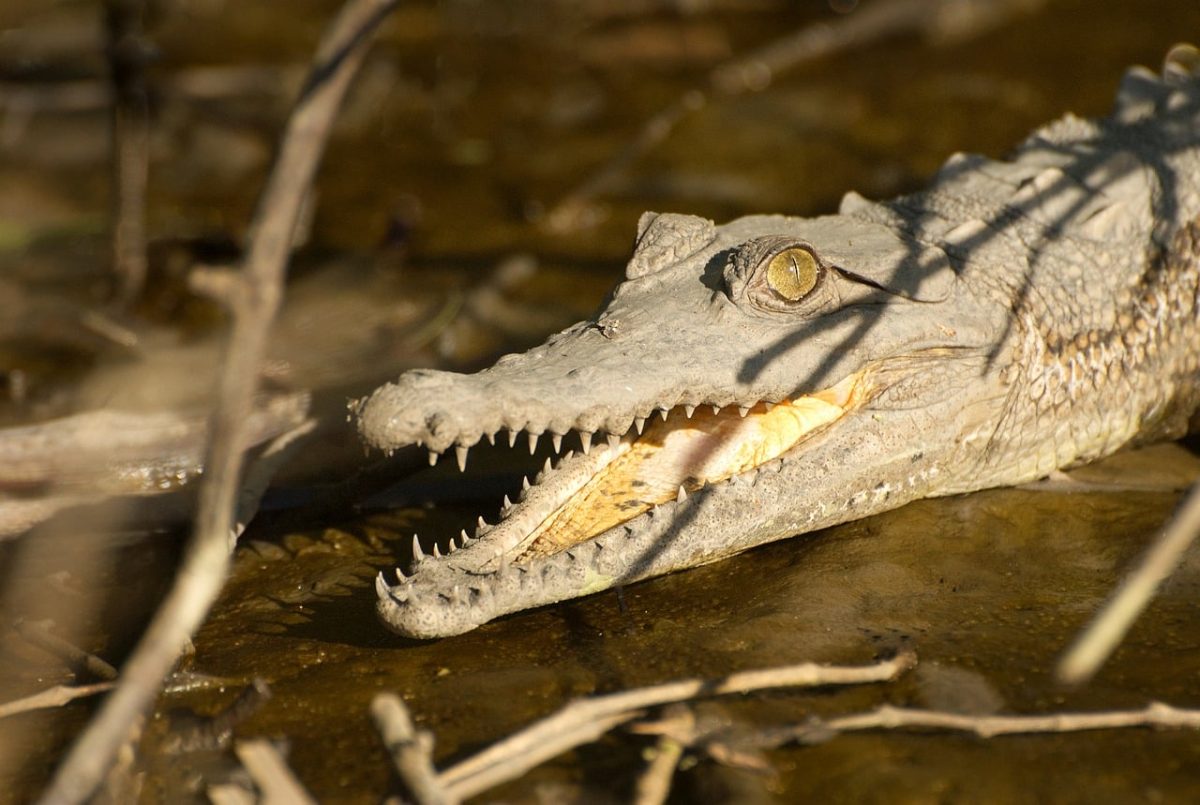 young, crocodile, reptile, animal, tooth, wild, predator, swamp, dangerous, close-up, open, mouth, nature, outdoors, mangroves, juvenile, jungle, ecosystem, camouflage, hunting, natural habitat