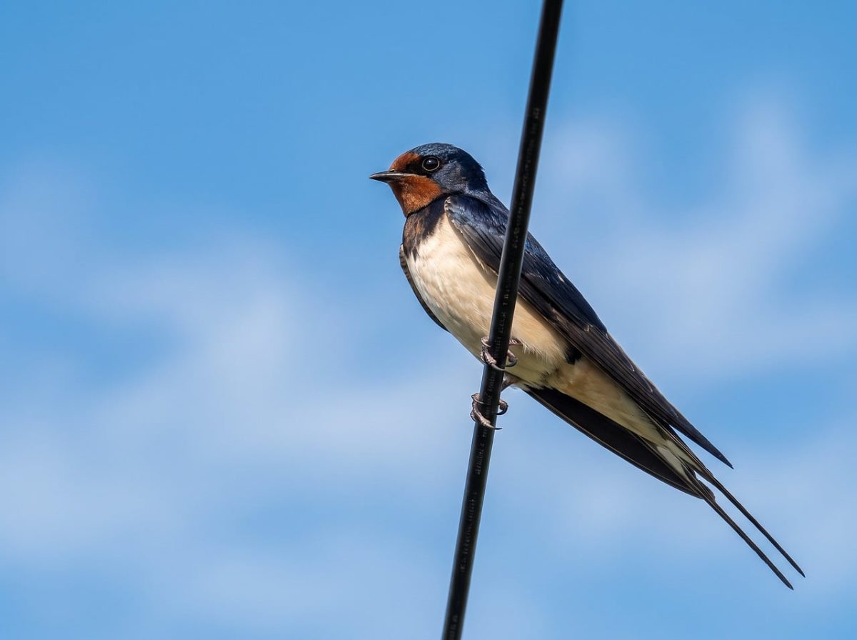 barn swallow, bird, wire, wildlife, sky, cloud, summer, nature, outdoor, flying, freedom, close-up, feather, plumage, tail, elegant, graceful, migratory bird, peaceful