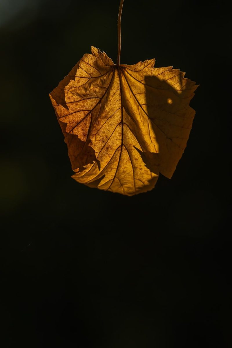 leaf, autumn, solitary, nature, fallen leaves, dying, backlit, solitude, beauty, texture, dry, sun, comfort, fiery, intimate, warm, natural, soft, light, beauty of nature, yellow