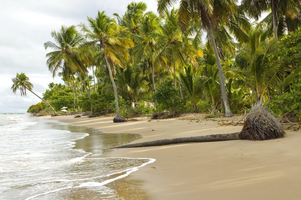 beach, palm trees, sand, coast, tropical, nature, water surface, recreation, tourism, landscape, summer, calm, relaxation, break, grass, reeds, vegetation, clouds, peaceful