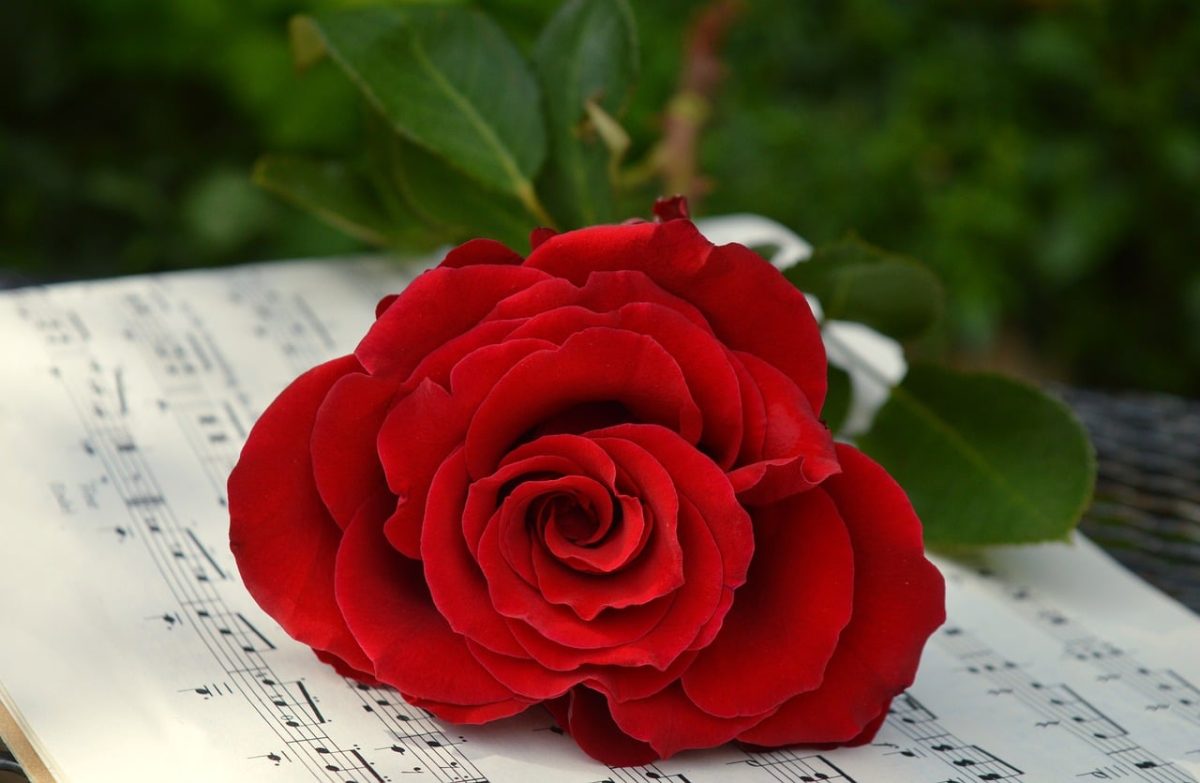 rose, red, sheet music, music, romance, valentine's day, flower, love, bloom, emotional, decorative, inspiration, melody, celebration, romantic, musical, concert, joy, fruit of love, wedding day, unusual