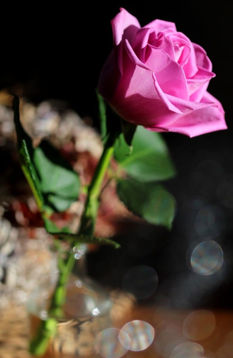 rose, pink color, nature, bloom, fresh, macro, detailed, flower, vase, romantic, beauty, background, petal, simplicity, simple, bright, bokeh effect, art, fragility