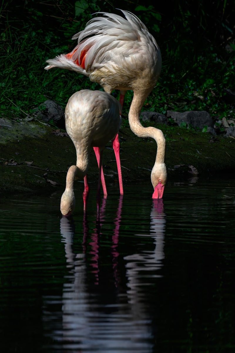 flamingo, two, water, lake, reflection, exotic, nature, bird, pink, feeding, animal, wildlife, ornithology, beak, zoo, pastel, feather, wing, wader
