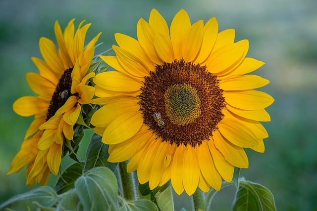 sunflower, nature, bee, close-up, yellow, pollination, garden, summer, sunny, beautiful flowers, flower, green, summertime, environment, botany, flower wallpaper, countryside, sunlight, farm, colorful, natural, flower background, sunny day, ripe