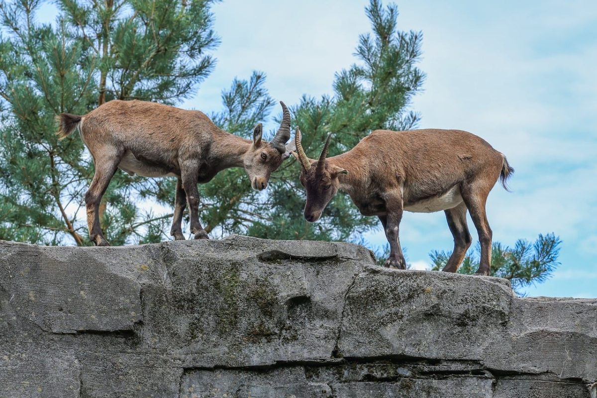 goat, rocks, nature, mammal, wilderness, confrontation, mountains, forest, horns, rubble, pair, rocky, curiosity, animal dynamics, tension, dominance, partnership, rivalry, mountain dwelling