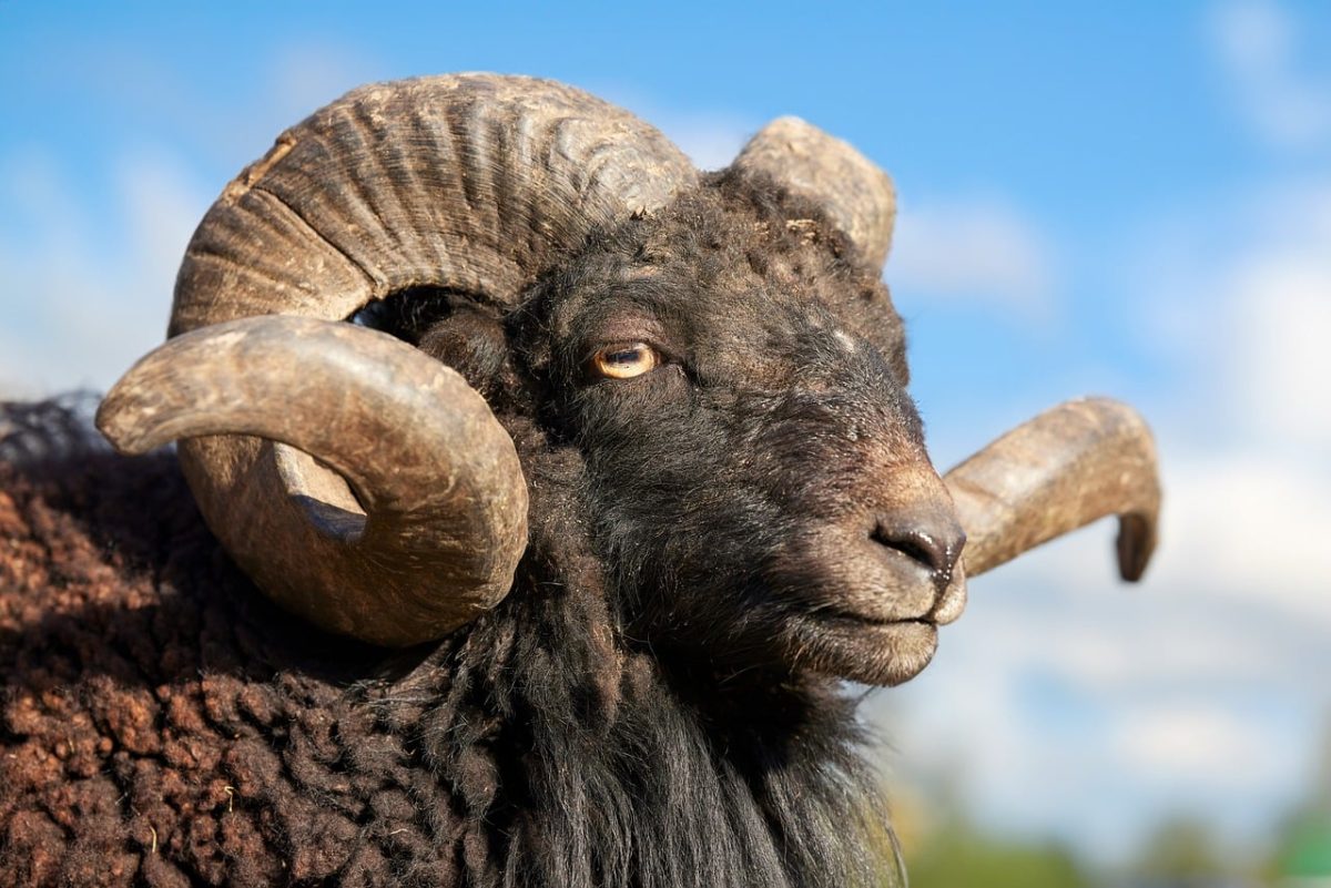 ram, sheep, blue sky, ouessant sheep, horns, dark, black, brown, wool, fur, portrait, sky, blue, nature, animal, wild, outdoors, close-up, landscape, livestock
