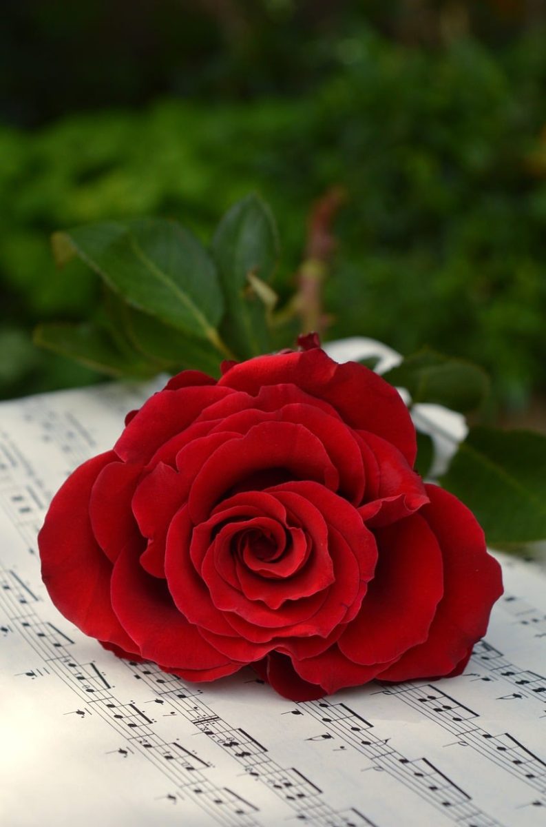 rose, beautiful flowers, beautiful wallpaper, sheet music, love, romance, red, flower background, rose flower, nature, music, flower, beauty, poetry, valentine, background, romantic music, flower wallpaper, melody, sentimental, decoration, personal, harmony, sensual, symbol, floral background, feeling