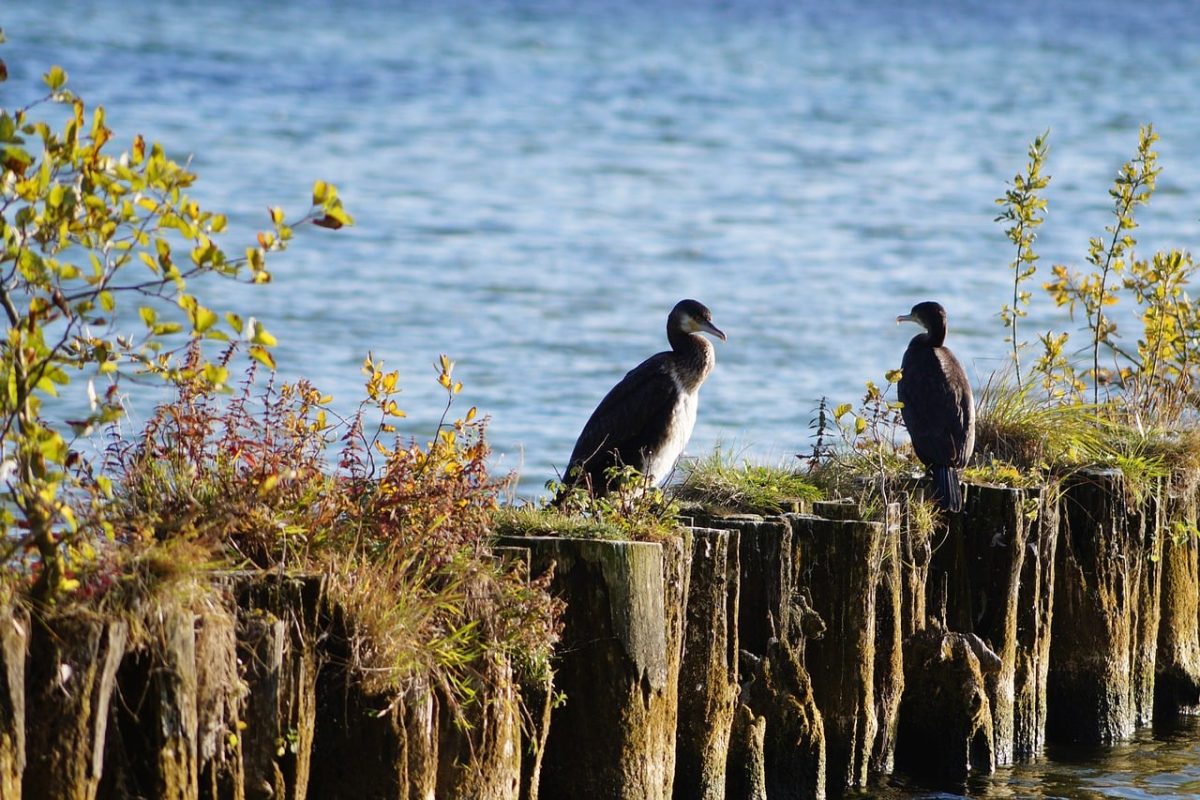 bird, cormorant, water, shore, plant, natural, wooden fence, bank, sitting, wild, bush, animal, island, calm, nature, wildlife, coastal, forest, autumn, relaxed
