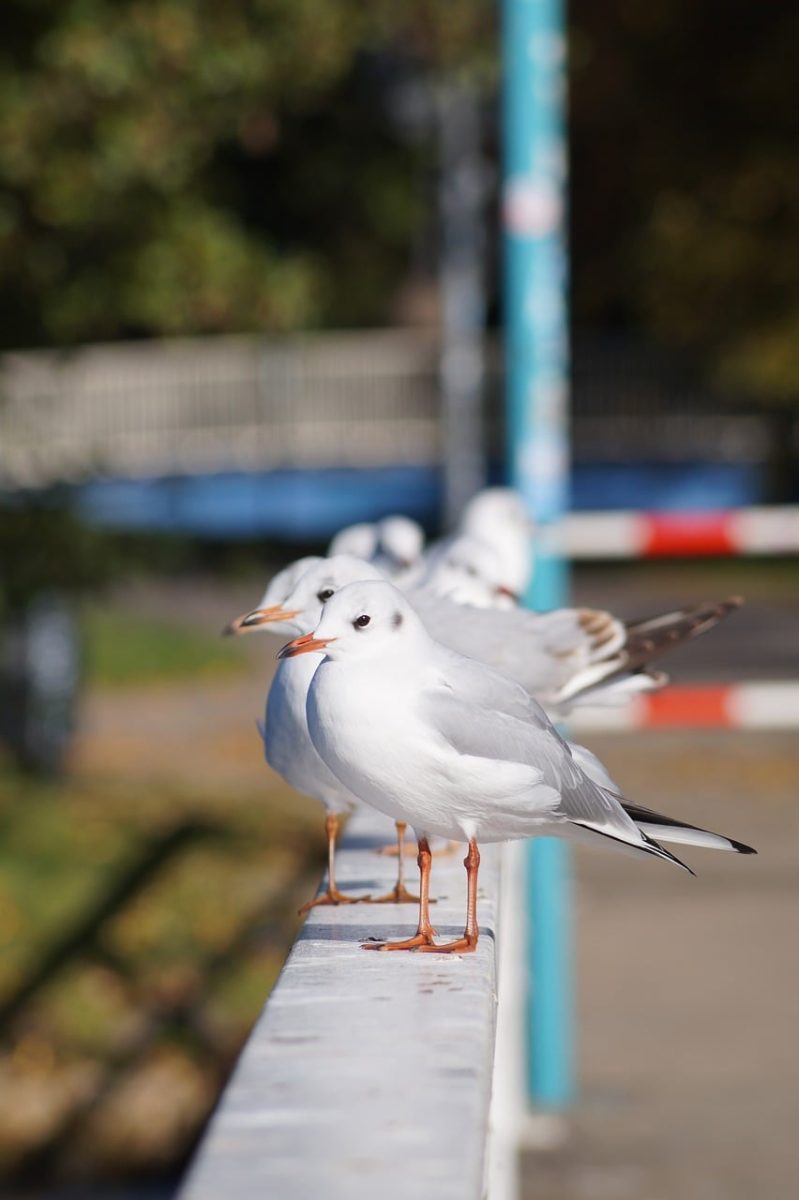 seagull, bird, railing, park, outdoor, sunny, flock, row, winter, beautiful wallpaper, nature, bench, white, fly, peaceful, calm, background, rest, silence, positive, clear