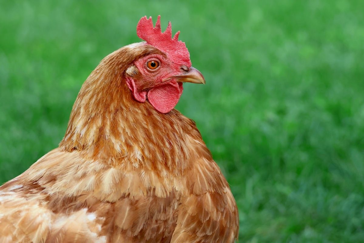 chicken, hen, purple comb, green grass, agriculture, organic farm, feathers, barnyard, nature, village, domestic chicken, ornithology, ecology, yellow color, animal, bird, red comb, intelligent animal, farmyard