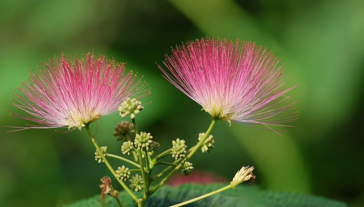 mimosa, silk tree, flowering plant, pink flowers, delicate blossoms, nature, flowering shrub, summer blooms, ornamental plant, close-up, soft flowers, garden plant, beauty of nature, beautiful blossoms, natural beauty, powder pink, detailed composition, fresh look, natural environment, botanical garden
