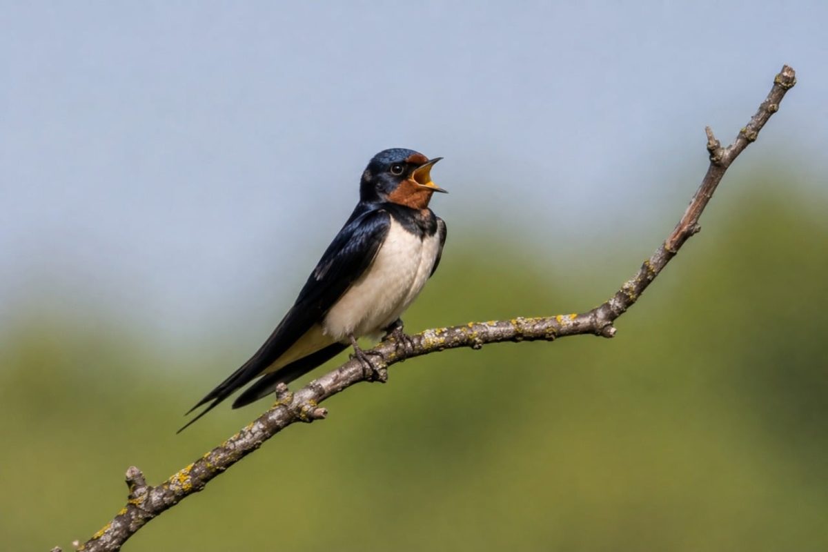 swallow, bird, branch, singing, flying, nesting, forest, soft light, nature, wild, birdsong, blue, ecological, animal, insects, beak, green background, caught insect