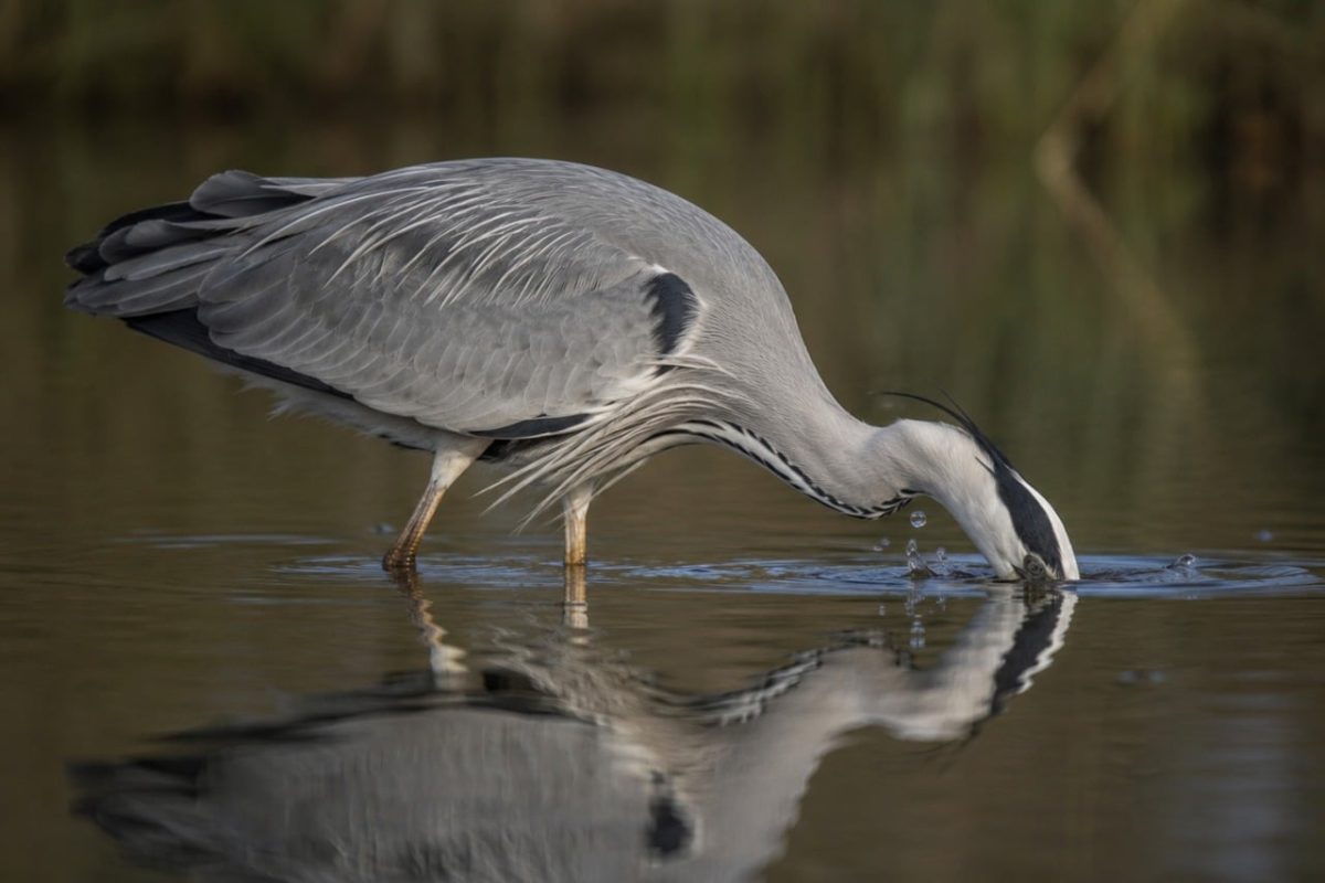 heron, bird, water, reflection, nature, feeding, wildlife, hunting, bird by water, calmness, animal, wild, foraging, black and white, optics, natural environment, lake, fishing, ecosystem