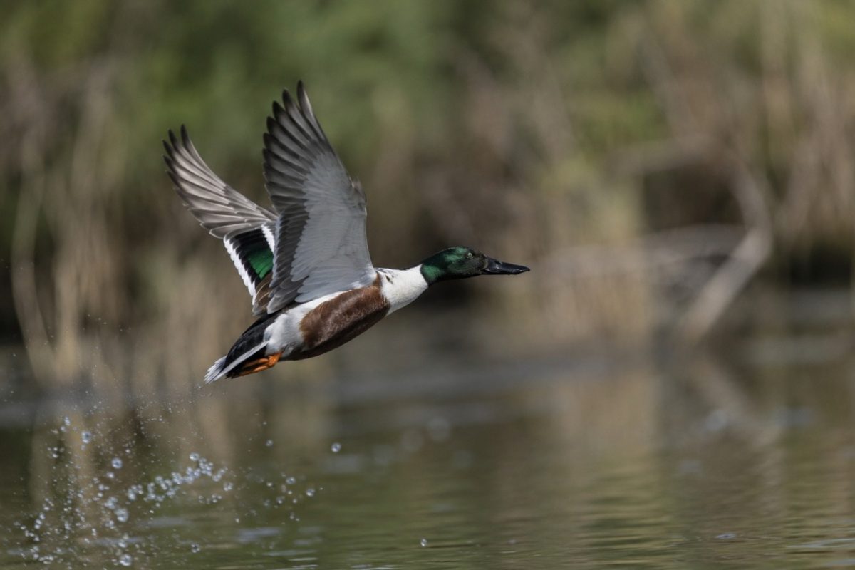 duck, flying, wings, nature, closeup, water surface, green, reflection, animal, bird, natural environment, wildlife, landscape, action, ornithology, wild, reeds, natural colors, background blur