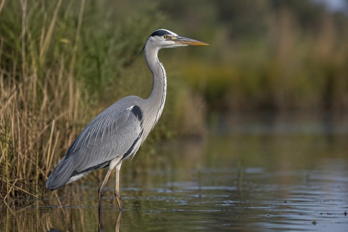 heron, bird, wildlife, wading bird, poise, reeds, water, nature, hunting, migration, inlet, peace, animal view, habitat, water bird, ornithology, mature reeds