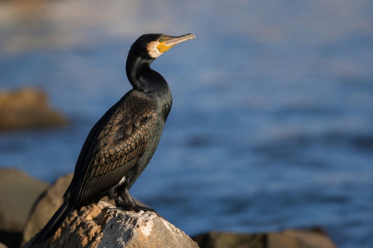 cormorant, bird, coast, sea, wildlife, rocks, water, feathers, sunset, black, wild nature, mountains, skin, nature, large wings, bird species, beak, fishing, focus
