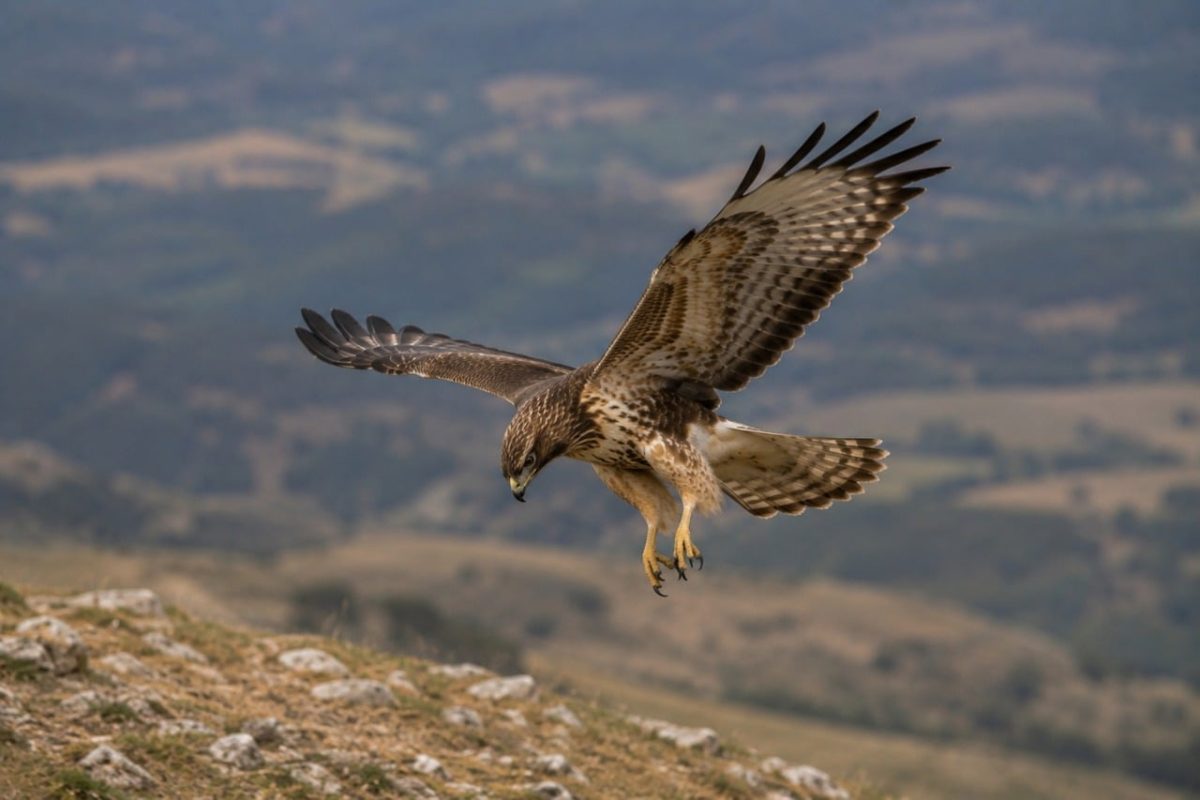 hawk, flying, bird, nature, bird of prey, wings, sky, aerodynamics, prey, raptor, landscape, wild, osprey, hunting, flight, gray, autumn, soft