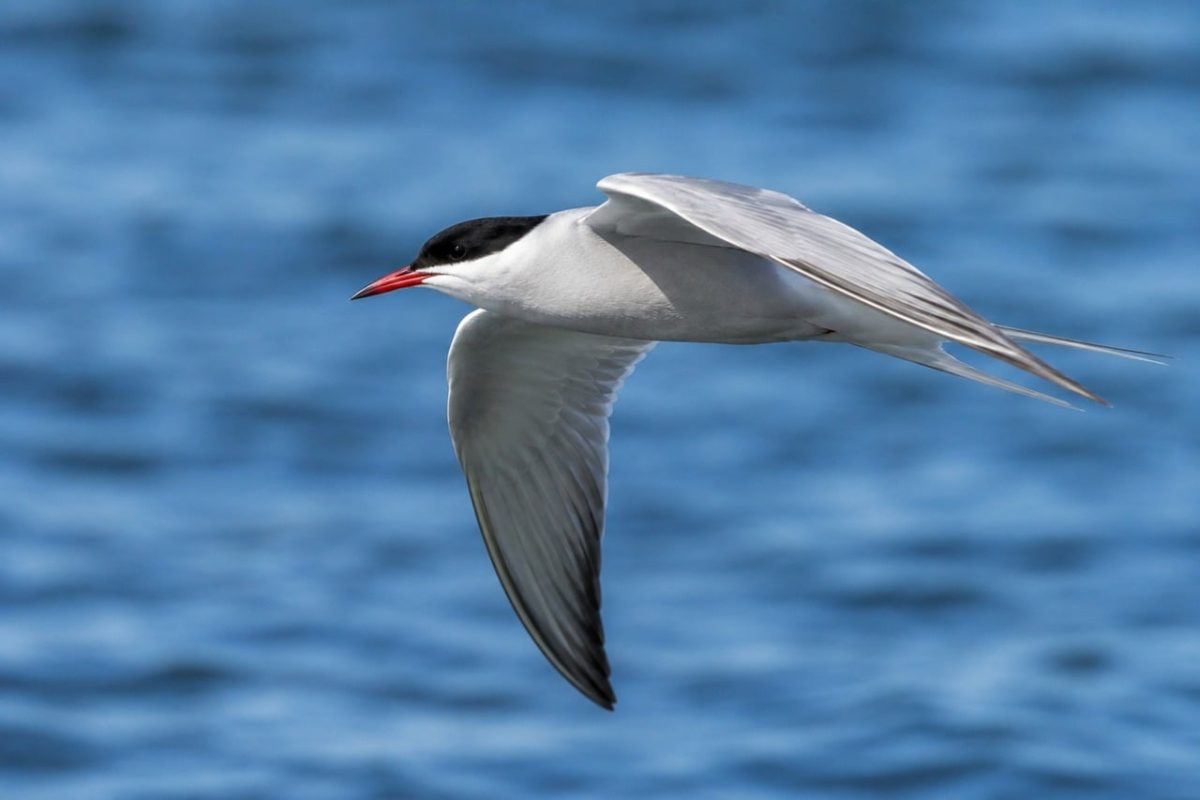 bird, tern, free background, flying, full hd wallpaper, desktop backgrounds, water, 4k wallpaper, blue, 4k wallpaper 1920x1080, background, free wallpaper, mac wallpaper, wing, windows wallpaper, feather, sea, nature, cool backgrounds, animal, wild, wallpaper 4k, freedom, natural, hd wallpaper, wingtip, laptop wallpaper, beautiful wallpaper, tail, ocean, bleaching, wallpaper hd, wildlife