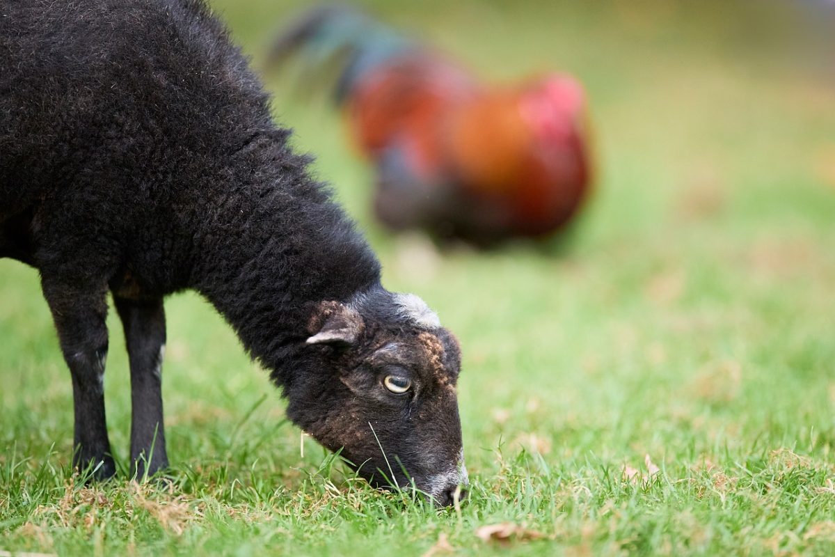 black sheep, in nature, sheep, grass, animal, farm, agriculture, nature, grazing, rural, landscape, green, spring, pastoral, presence, rooster background, field, fresh air, peace