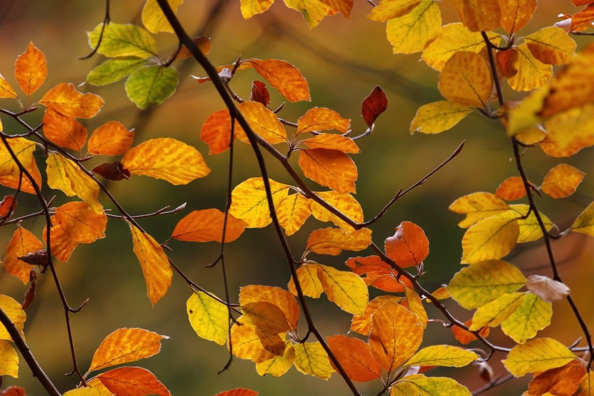 autumn, leaves, colorful leaves, branches, nature, autumn season, leaves on ground, golden autumn, orange, yellow, autumn leaves, texture, november, outdoors, natural beauty, calm, tranquil environment, picturesque