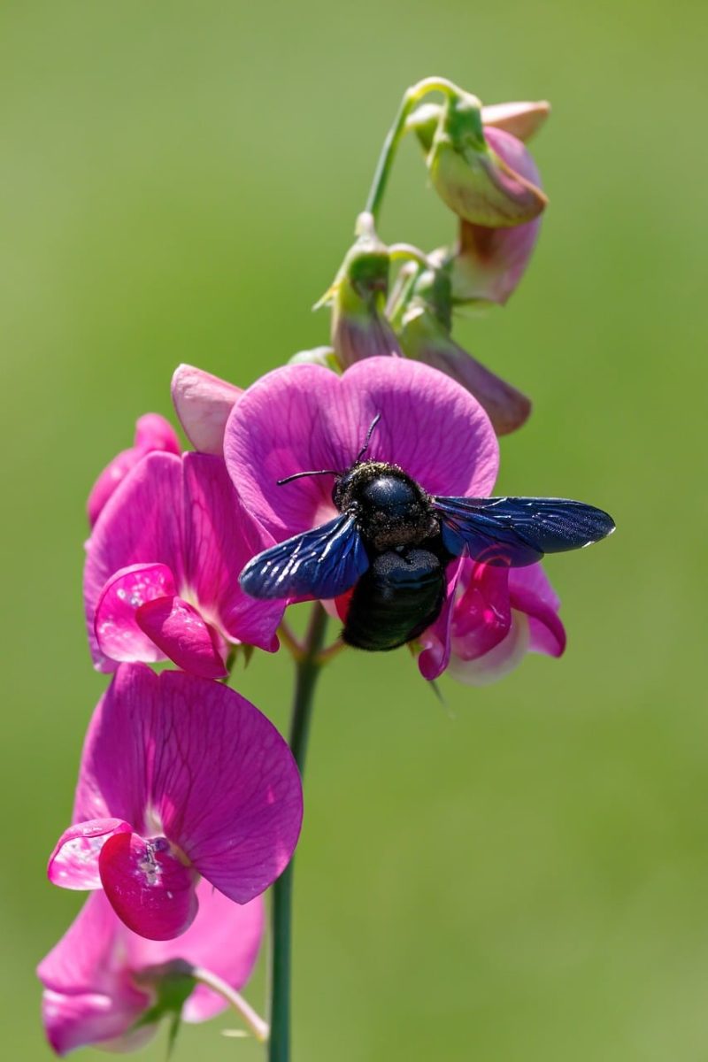 nature, bee, flower, pollination, summer, pink, close-up, insect, colorful, outdoors, green, sweet pea, wings, macro photography, bumblebee, ecosystem, biology, wilderness, environmental care, agriculture