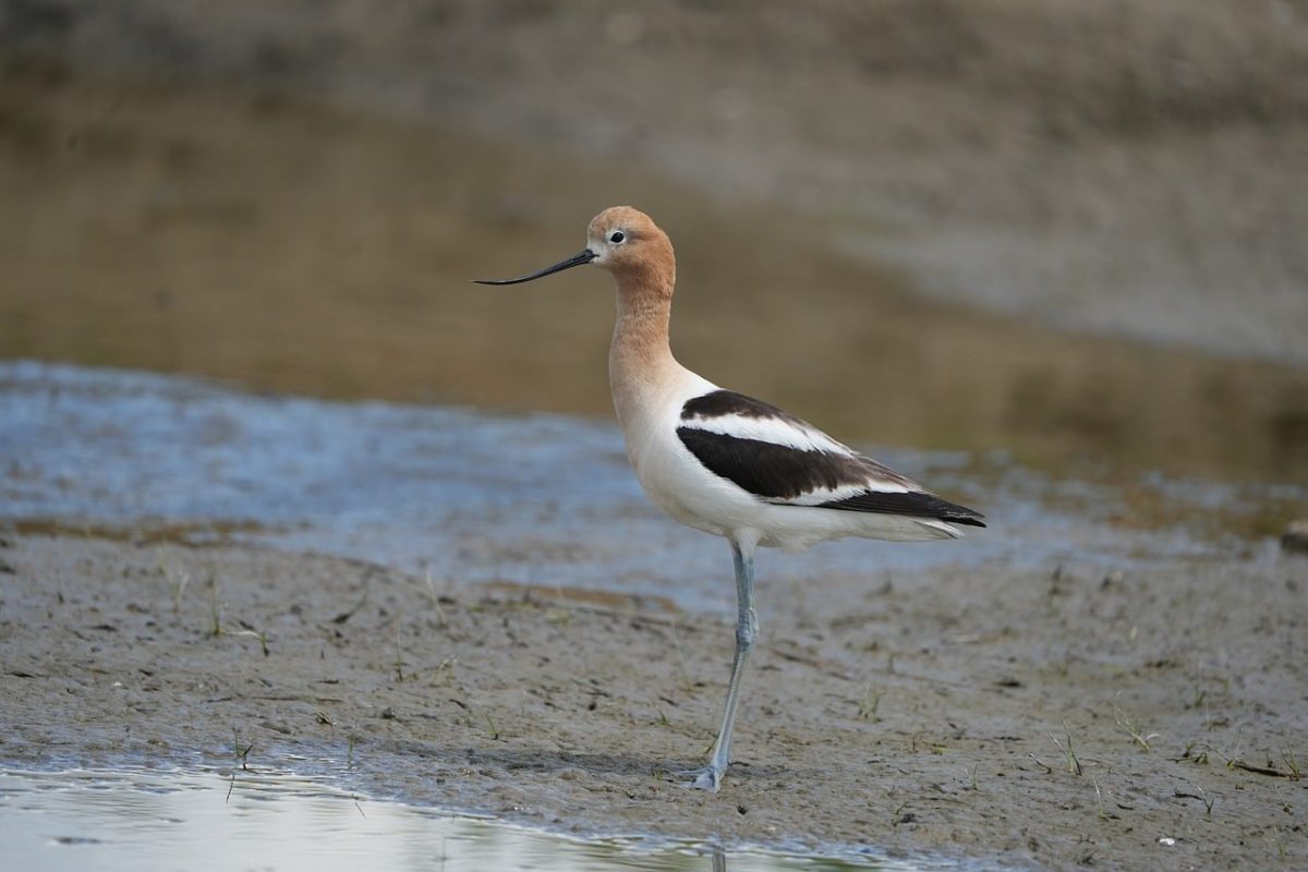 bird, long beak, wading bird, puddle, natural habitat, mud, american avocet, wading, water bird, biotope, muddy, nature, lake, beak, beaked, nature reserve, ecosystem, shore, nature photography, ecology