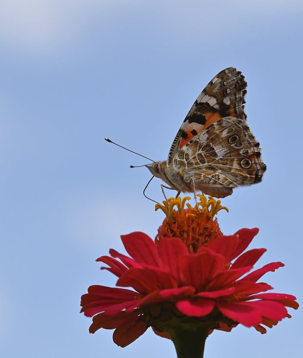 butterfly, distelfalter, zinnia, garden, closeup, nature, wings, pollination, day, summer, winged, beekeeper, environment, ecology, butterfly life cycle, living nature, flower, wildlife, sky