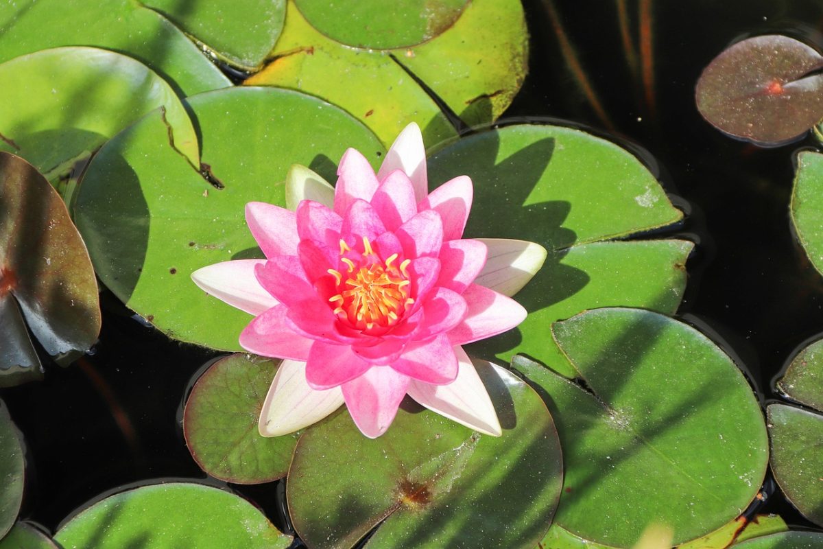 water lily, flower, aquatic plant, pink, round leaves, garden, leaves, pond, nature, water, tranquility, rose, botany, reflection, green, natural beauty, beautiful