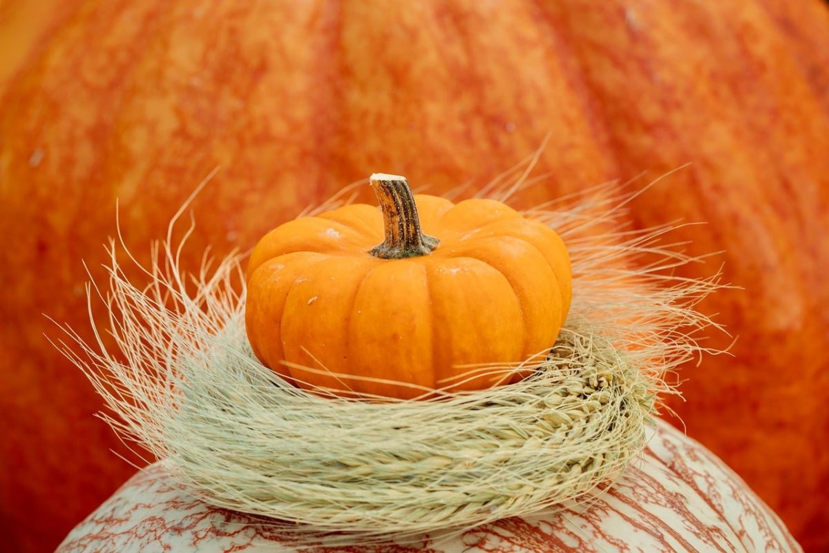 pumpkin, autumn, harvest, nature, orange, decoration, still life, pumpkin decoration, autumn decoration, straw, small pumpkin, natural decoration, in the background, festive season, artistic arrangement, seasonal decoration, food, dimension, late autumn, bright colors
