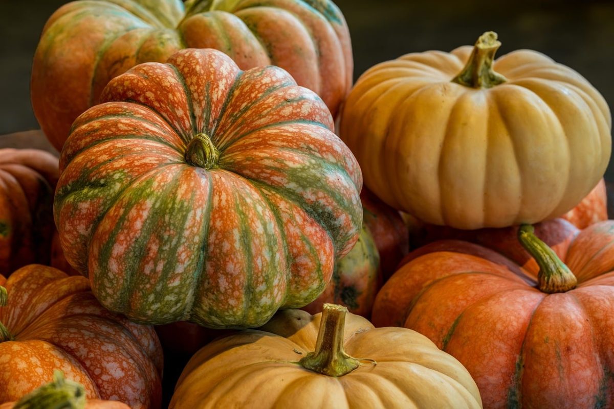 pumpkin, autumn, farm, still life, nature, decoration, food, organic, background, seasonal, orange, early autumn, seasonal fruits, spicy, pumpkin pie, harvest, rural, farmers market, vegetables