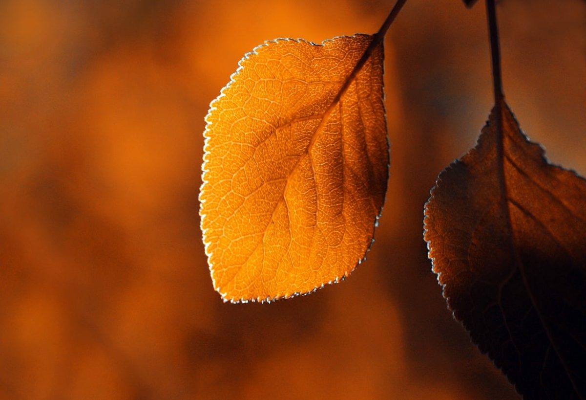 autumn, leaf, nature, details, color, orange, bright, fall colors, natural light, close-up, light, background, season, texture, nature motif, contrast, stems, structure, warm tones, golden hour, vivid colors