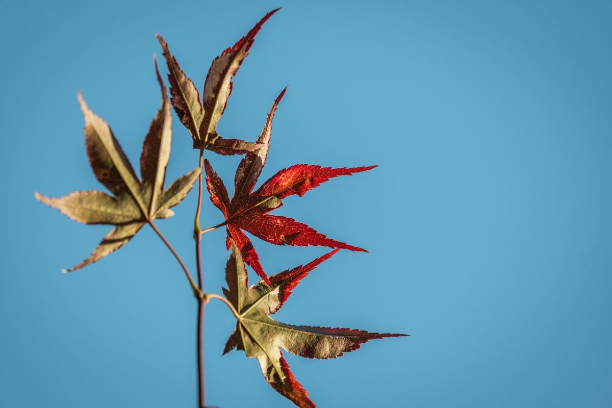 leaf, maple, autumn, blue sky, clear, red, clear day, single, twig, nature, natural world, sharp contrast, outdoor, light, clear sky, solitary leaf, red leaves, picturesque