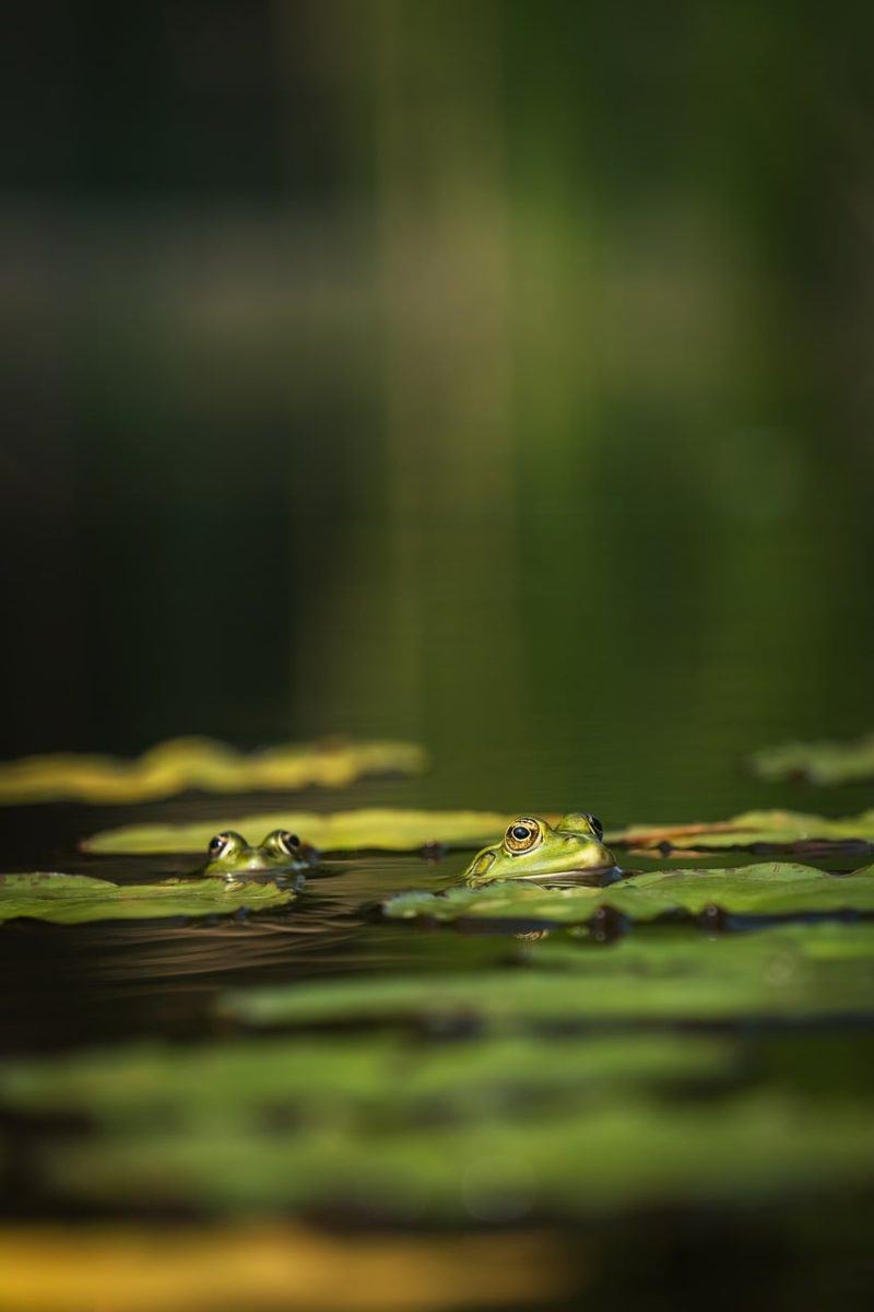 frog, water lily, pond, nature, green, reflection, serenity, wildlife, ecology, wetland, landscape, leaping, sunlight, swampy, feral, motion, edge, natural habitat, resting, aquatic plants