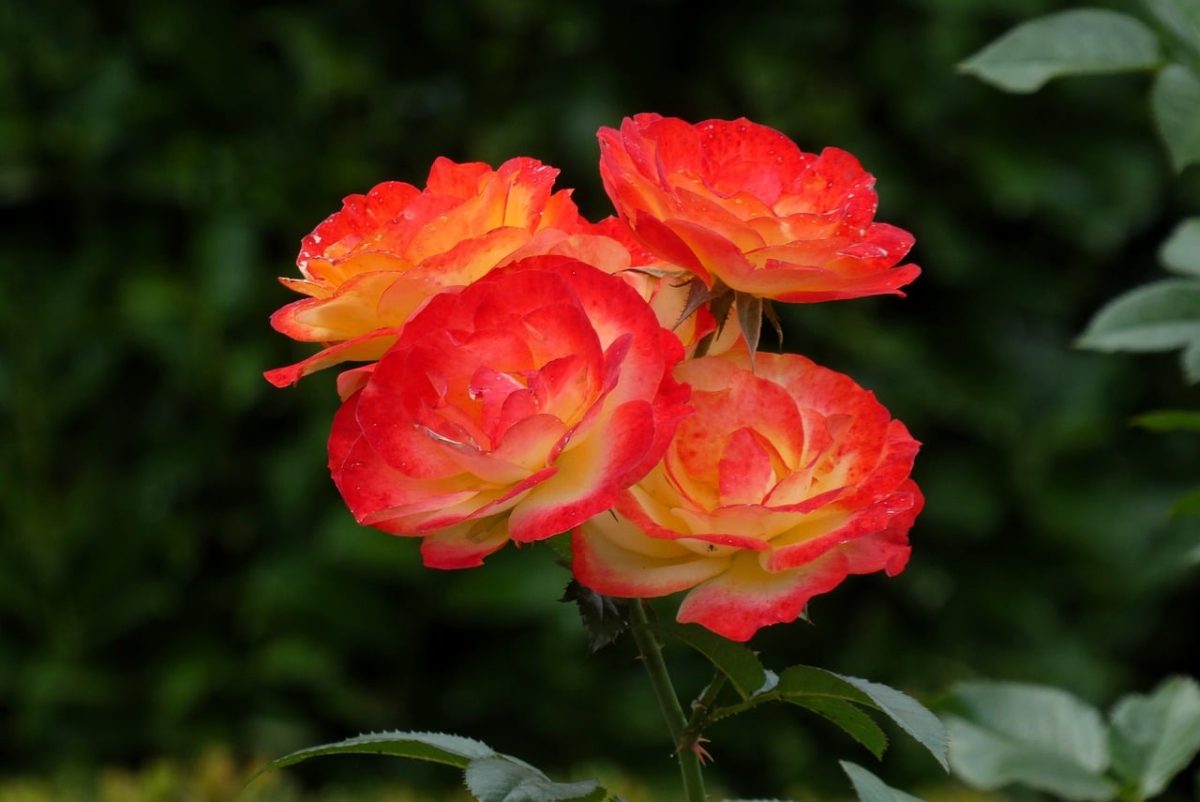 rose, garden flower, flower, petals, nature, orange rose, summer, leaves, blooming, background, water droplets, red, shrub, garden, beauty, decorative, pattern, outdoor, detail, botany