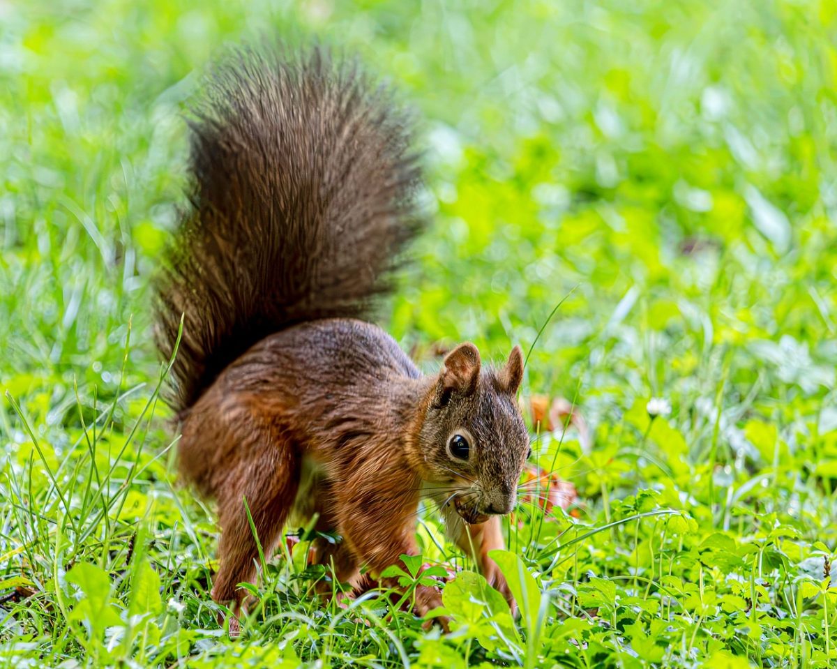 squirrel, wildlife, grass, nature, park, cute, green, background, furry, outdoor, meadow, forest, beautiful, sciurus vulgaris, red squirrel, rodent, close-up, tail, mammal, landscape