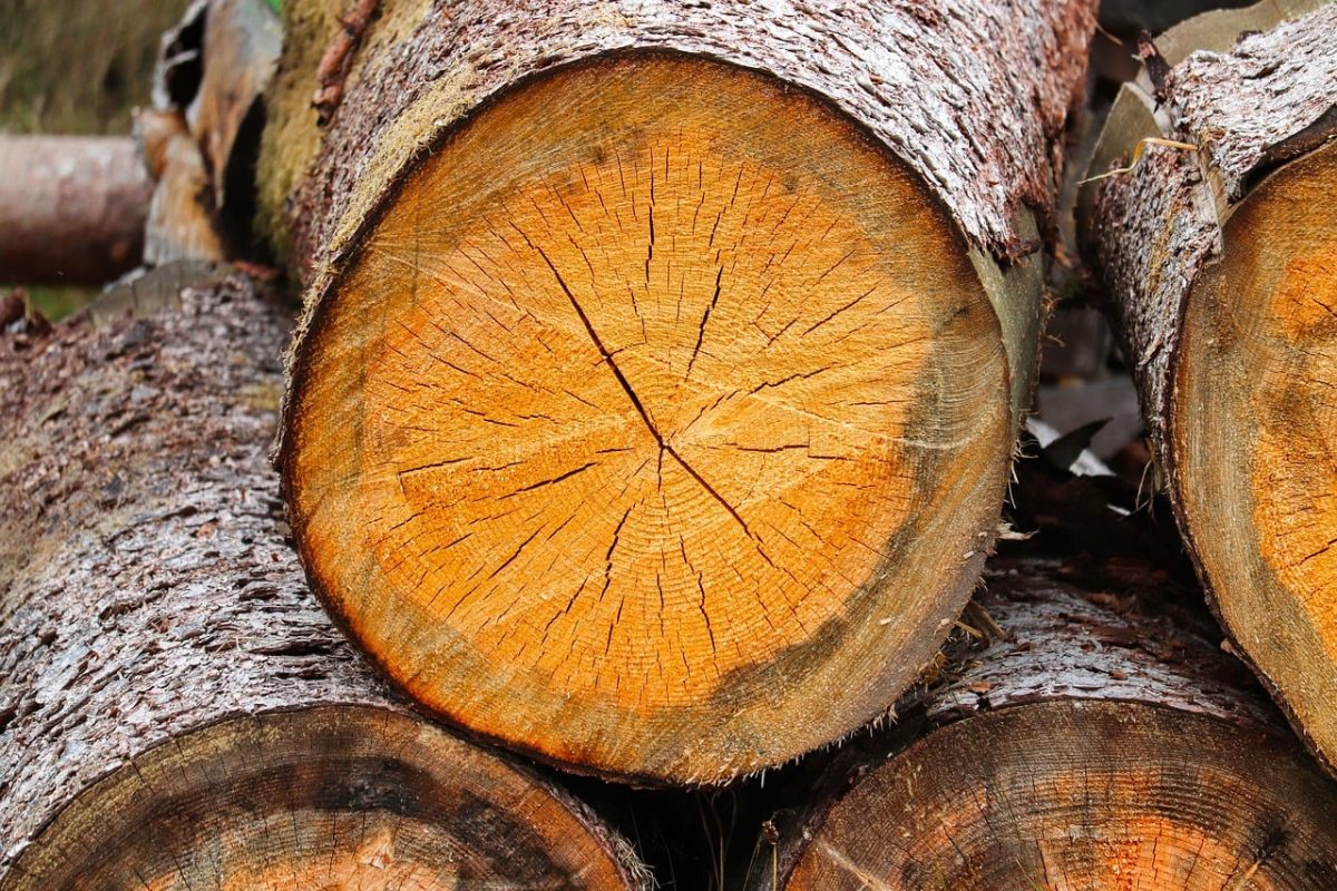 wood, tree trunk, growth rings, wood storage, cracks in wood, sawmill, forestry, lumber, wood pile, old tree, tree felling, natural texture, dark wood, firewood, debarked wood, drilling into wood, harvest season, slow growing wood, forest