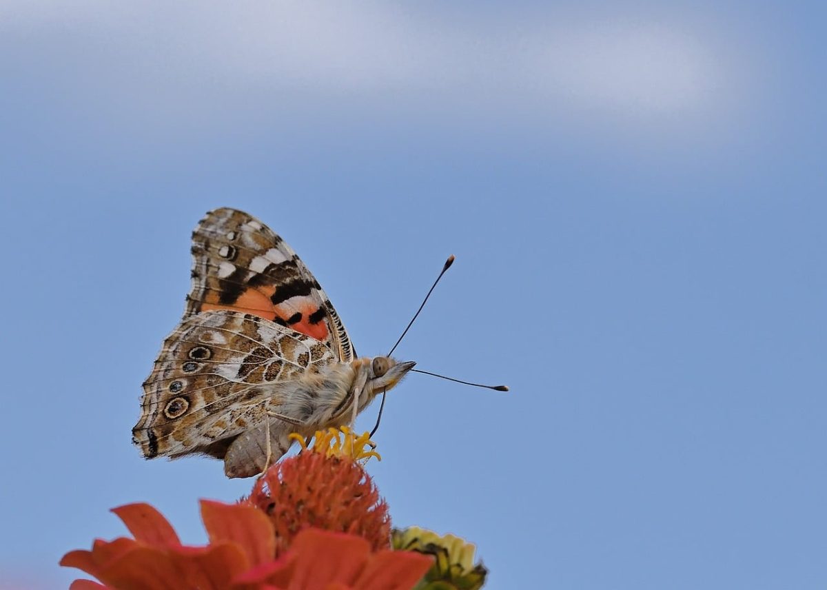 butterfly, flower, zinnia, macro, nature, blue, wing, pollination, summer, detail, curling, garden, beauty, background, fauna, wing pattern, flight, outdoor, wilderness, post-flight