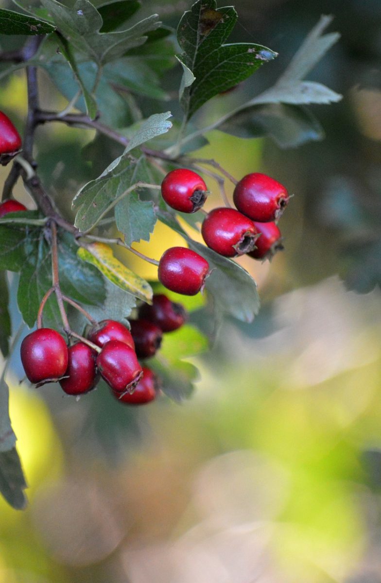hawthorn, fruit, red, leaves, nature, medicinal plant, thorny shrub, bokeh, crataegus, focused, mother nature, crop, countryside, ripe, fruit tree, remedy, botany, deciduous tree, pharmacy