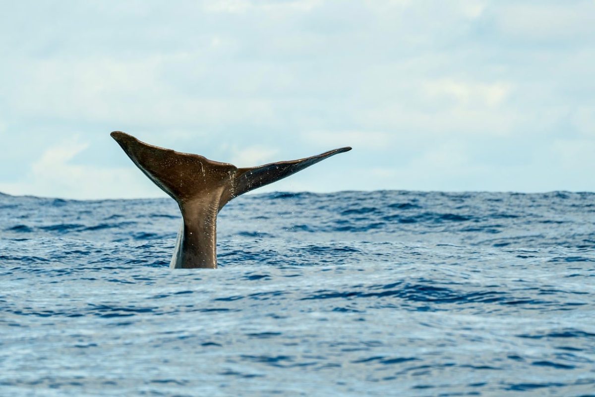 whale, sea, nature, whale tail, marine life, blue, ocean, water, sperm whale, flipper, mammal, wildlife, marine mammal, pacific ocean, splash, rough sea, natural beauty