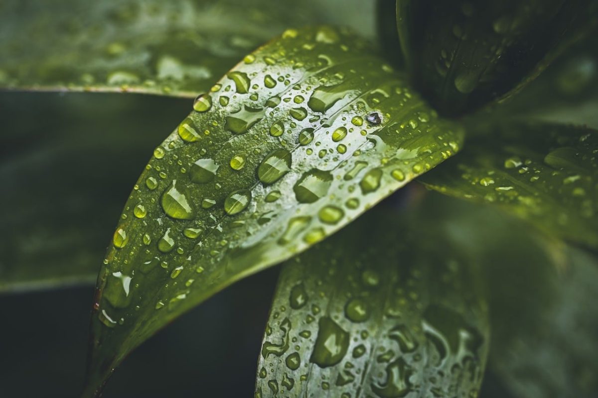 drop, leaf, nature, rain, green, fresh, water, macro photography, liquid, weather, close-up, details, ecology, natural beauty, plant, greenhouse, water droplets, gardening, refreshing, beauty