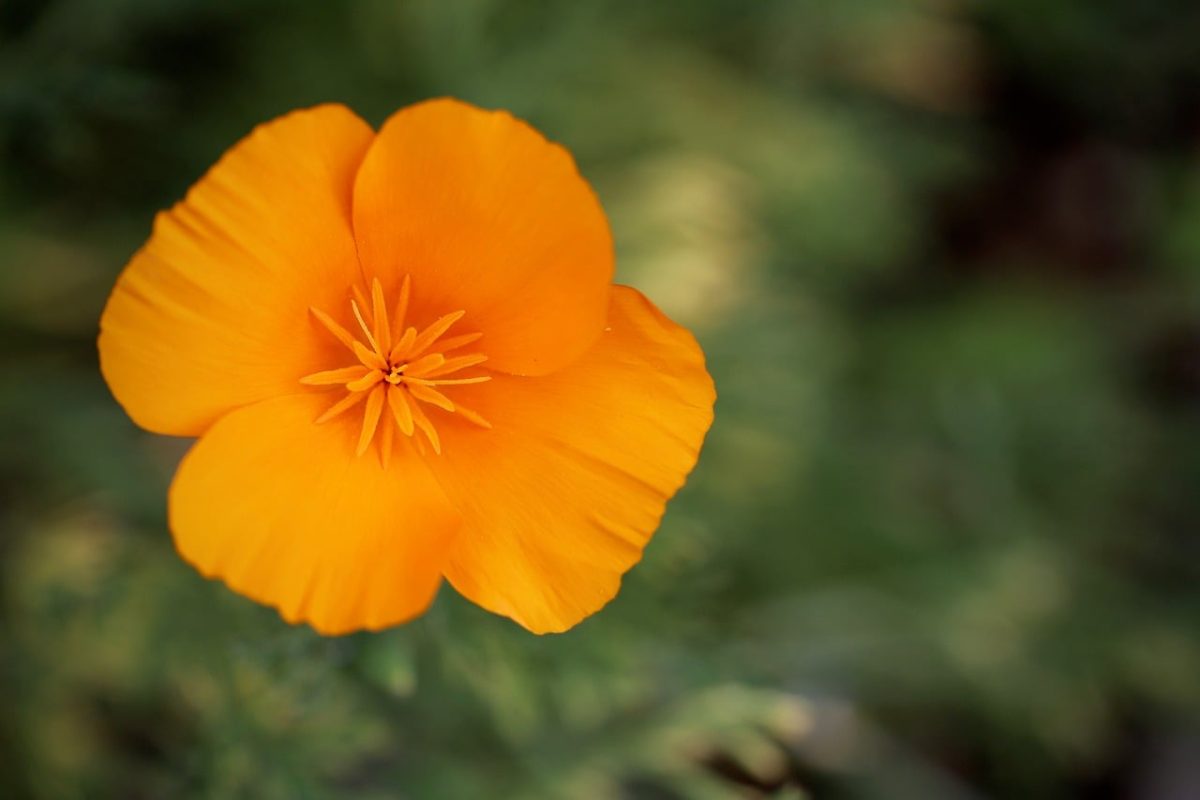california poppy, orange, flower, nature, closeup, macro photography, garden, beauty, summer, background, petal, yellow, outdoor, contrast, stamens, agriculture, ecology, sunshine, color, charm