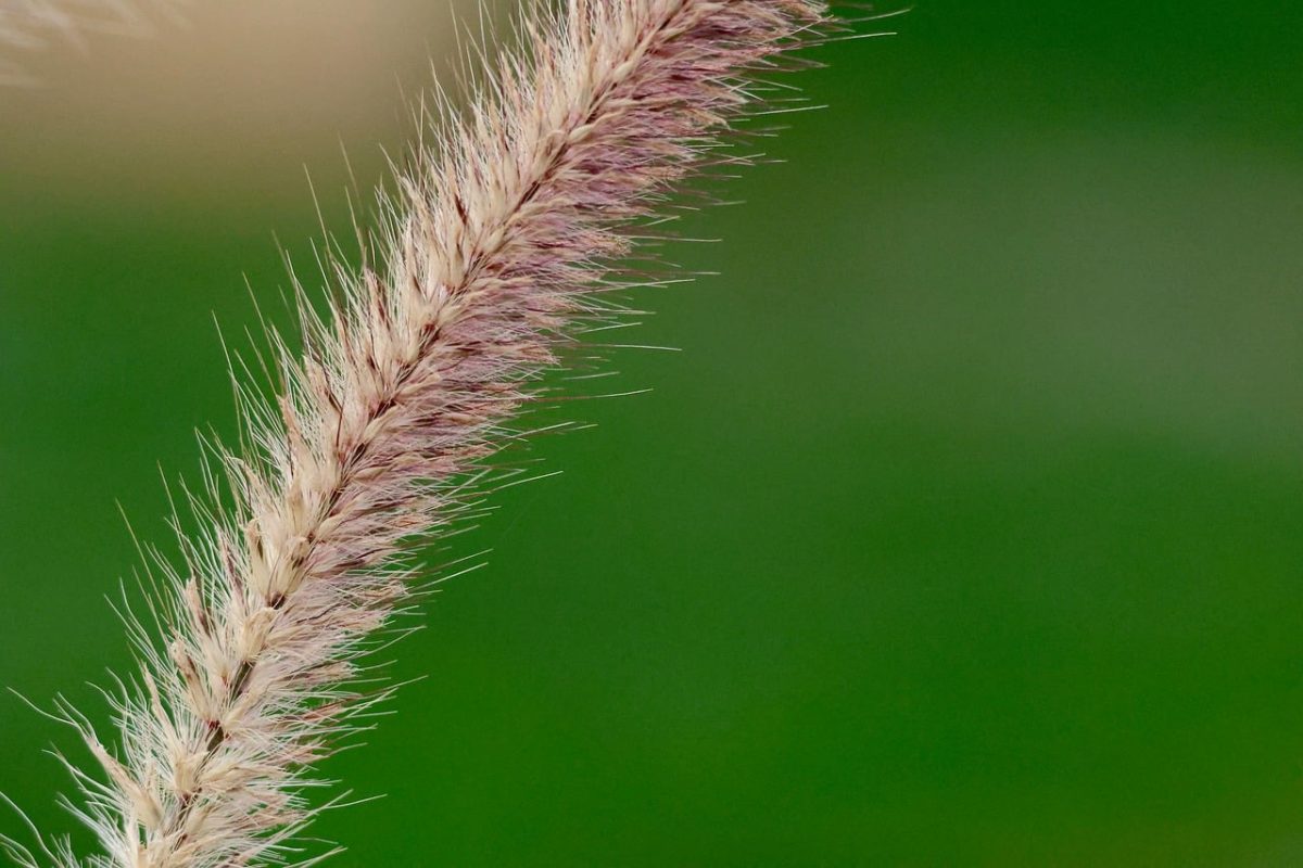 grass, natural background, macro photography, soft, green, spikelet, february, resolution level, close-up, beauty, fine textures, detail, plant, outdoor, natural beauty, snowy, color, biology, ecology, nature