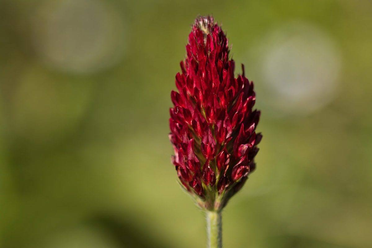 crimson clover, macro photography, windows wallpaper, hd wallpaper, free background, beautiful wallpaper, mac wallpaper, nature, plant care, red, wildflower, botany, summer, wallpaper hd, free wallpaper, spring, background, laptop wallpaper, environment, wallpaper 4k, desktop backgrounds, detail, field, blossom, 4k wallpaper 1920x1080, close-up, purple, 4k wallpaper, meadow, texture, full hd wallpaper, cool backgrounds, colorful, flowering plant, cultivation