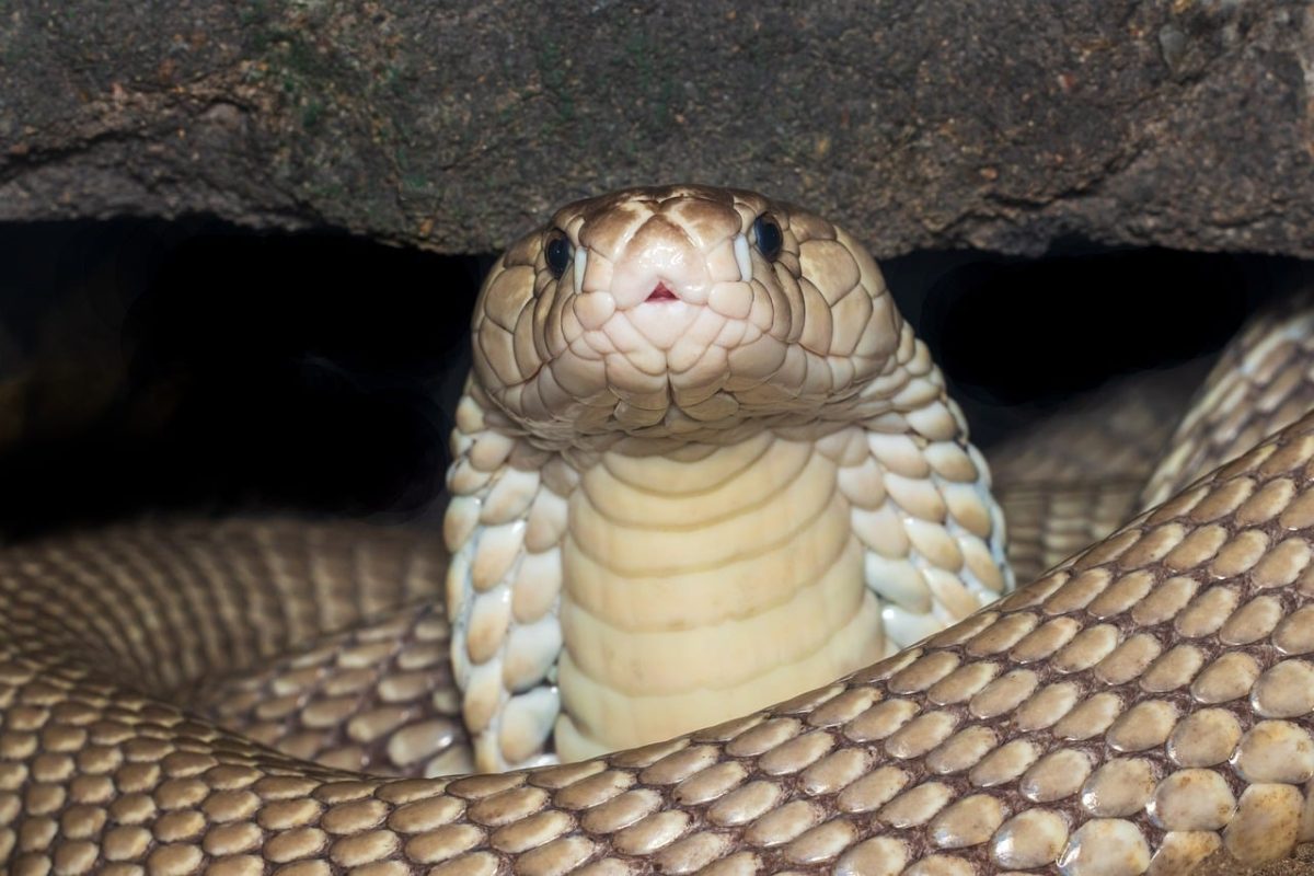 cobra, reptile, dangerous, wildlife, venomous, asian, eyes, snake skin, animal, harsh, coiled, close-up, nature, zoo, wild, forest, predator, biology, animal study, fauna